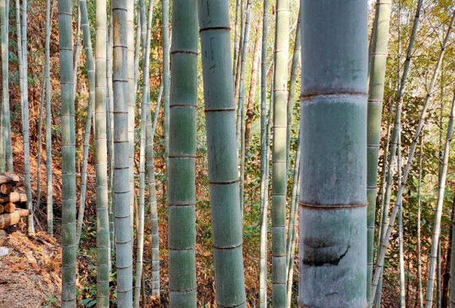 Ningguo Kuntai Bambu ve Ahşap Co, Ltd.