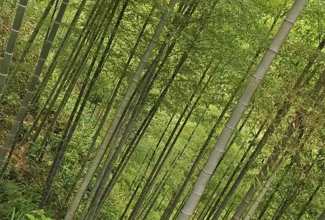 Ningguo Kuntai Bambu ve Ahşap Co, Ltd.